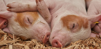 Sleeping pigs