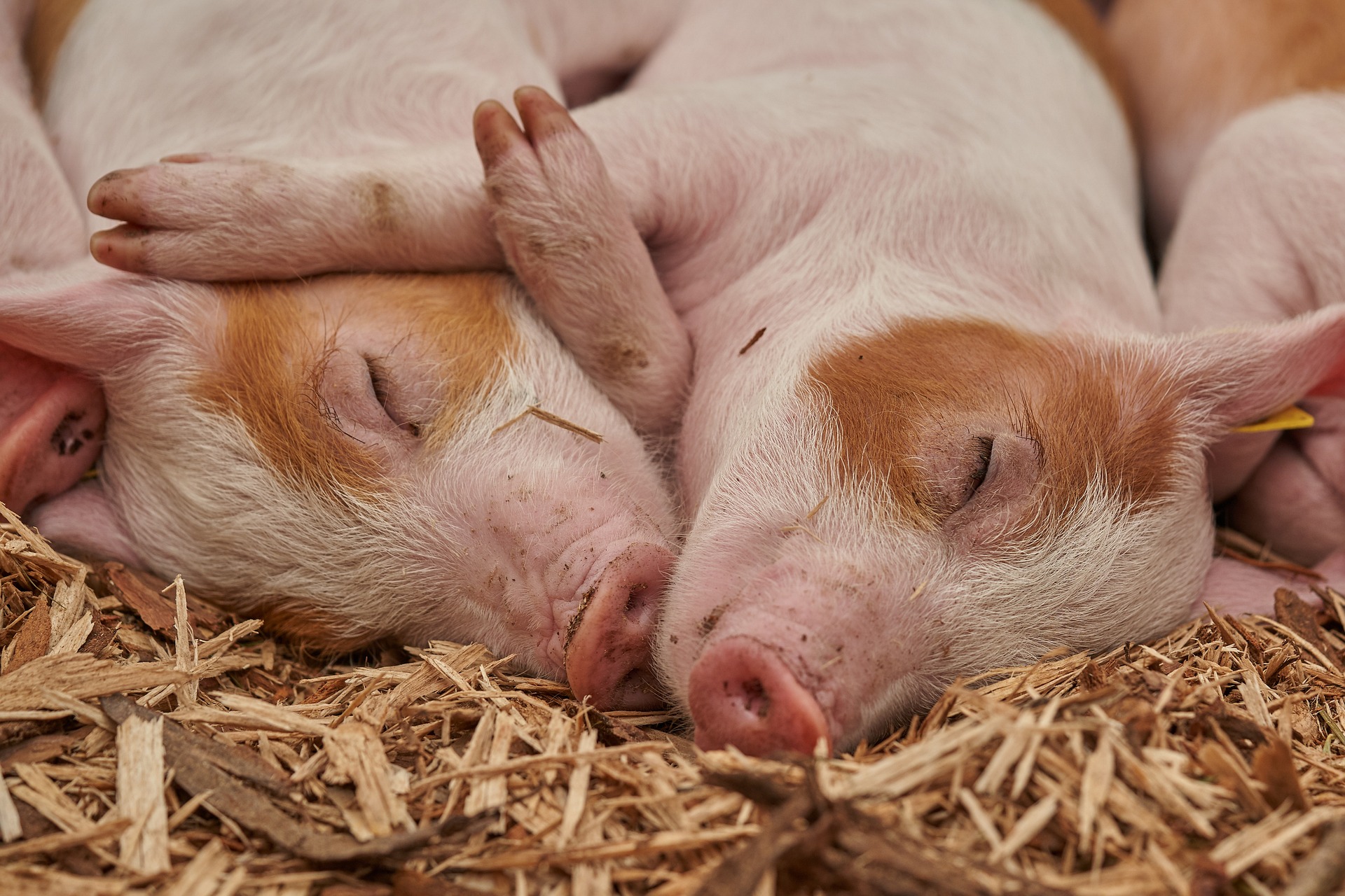 Sleeping pigs